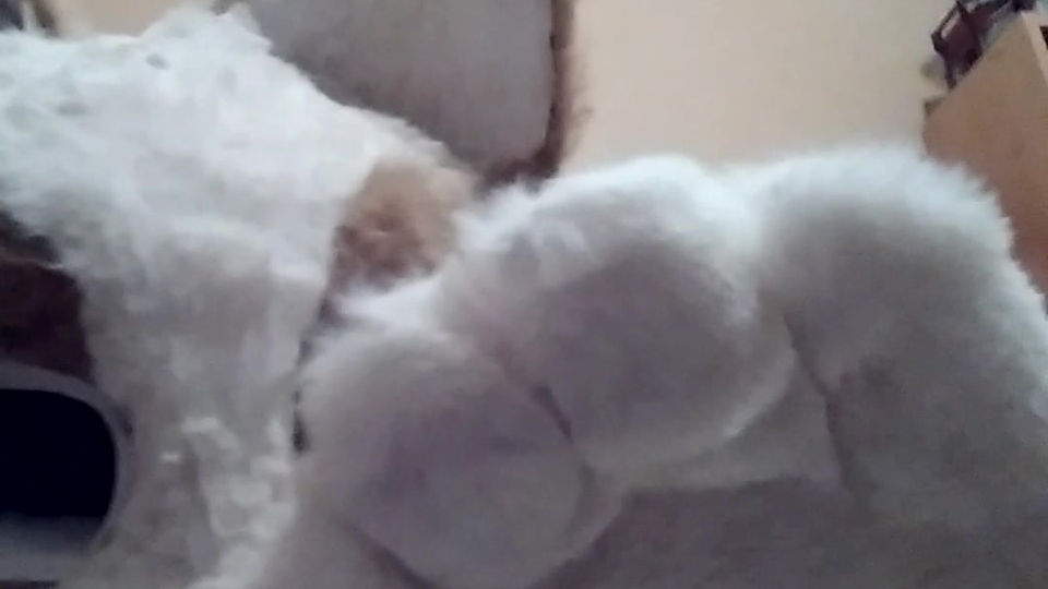 Coucou de Crazy Kitten